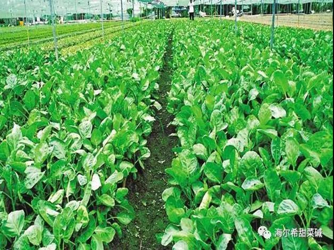 BETAINE KAN FÖRBÄTTRA JORDBRUKSPRODUKTIONEN